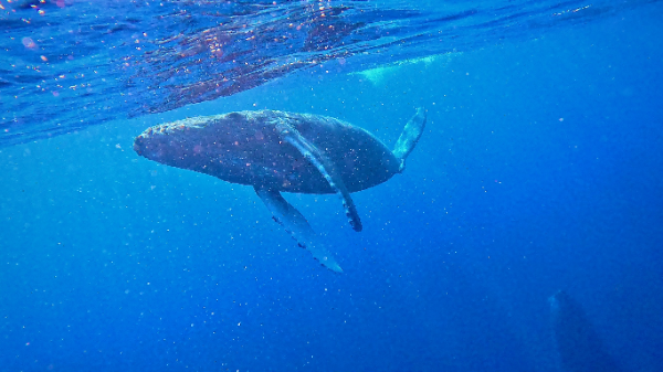 24/02/15 いいクジラたちと出会えました！ 沖縄本島ホエールスイム
